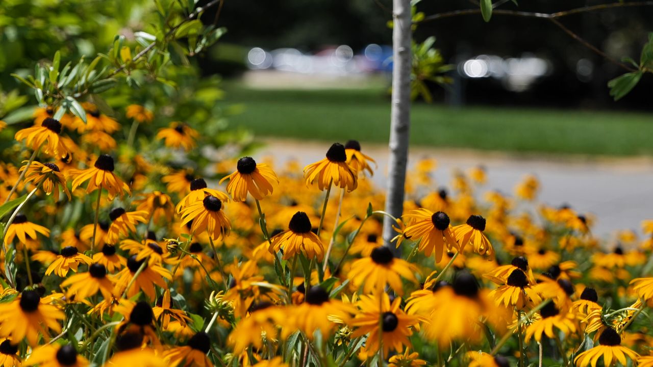 Get It Growing: Bright yellow Rudbeckia fulgida is Louisiana Super Plant